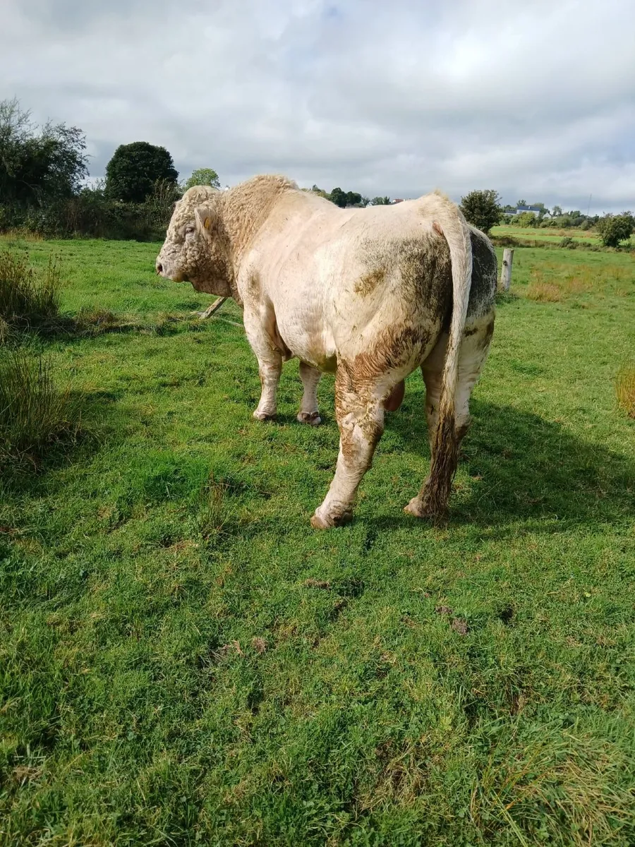 Bull - Image 3