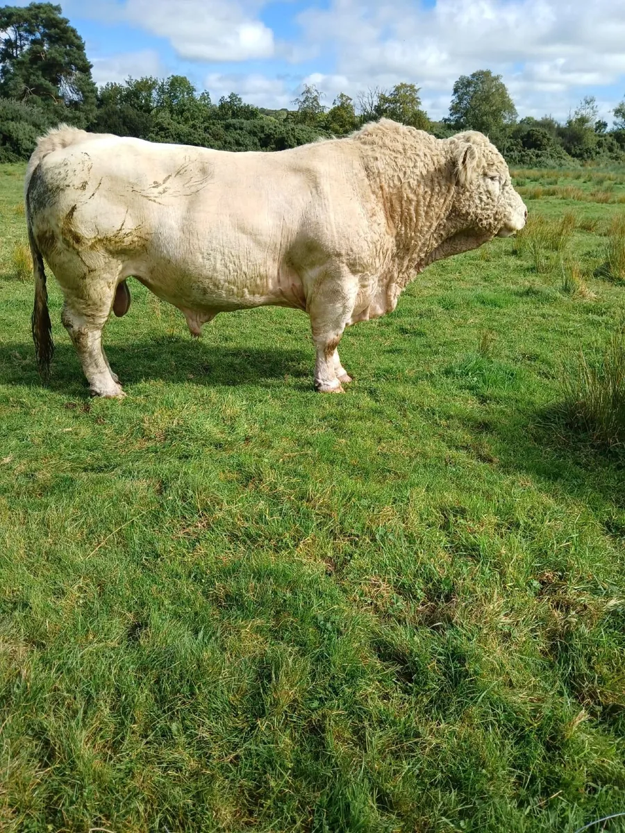 Bull - Image 1