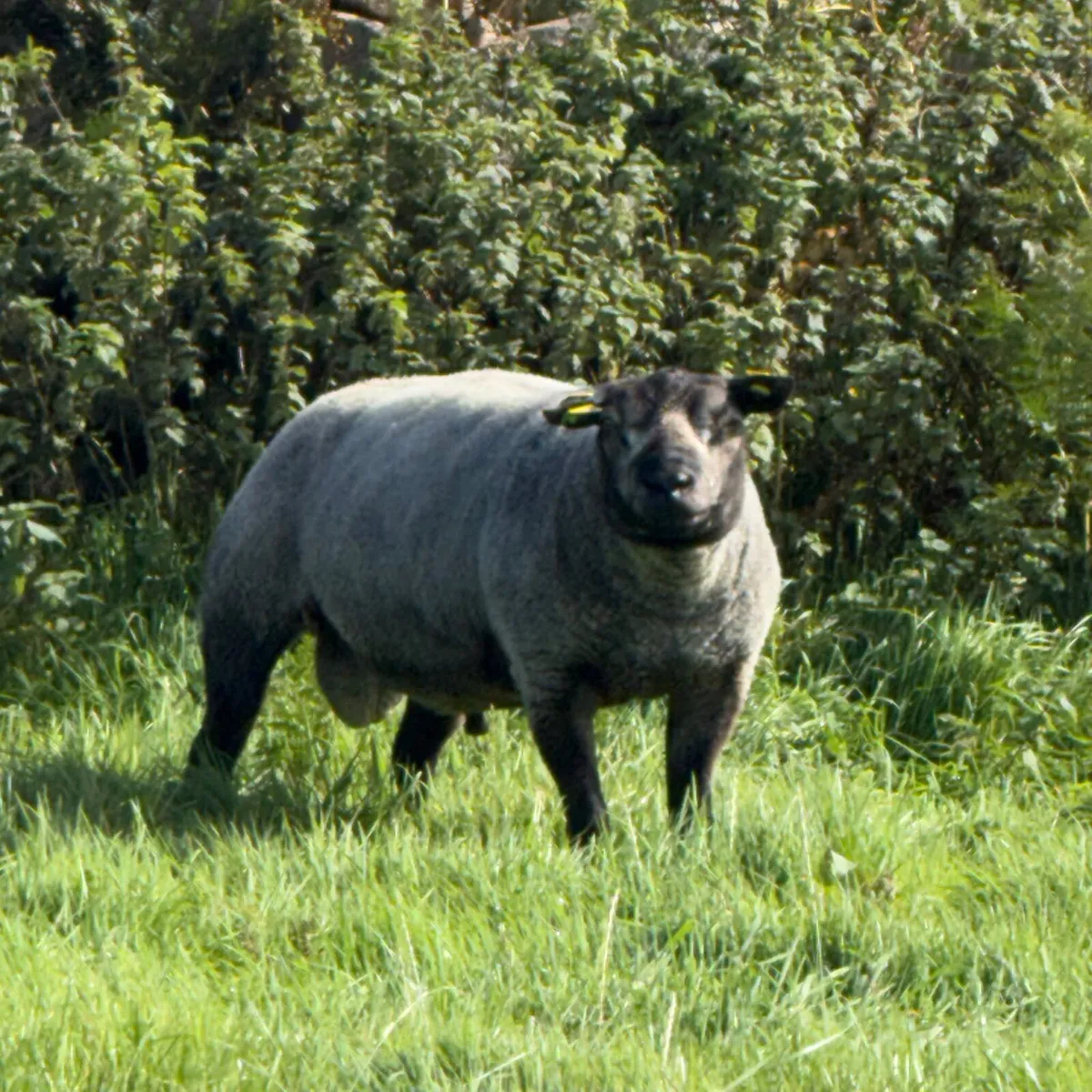 Pbr blue texel - Image 1
