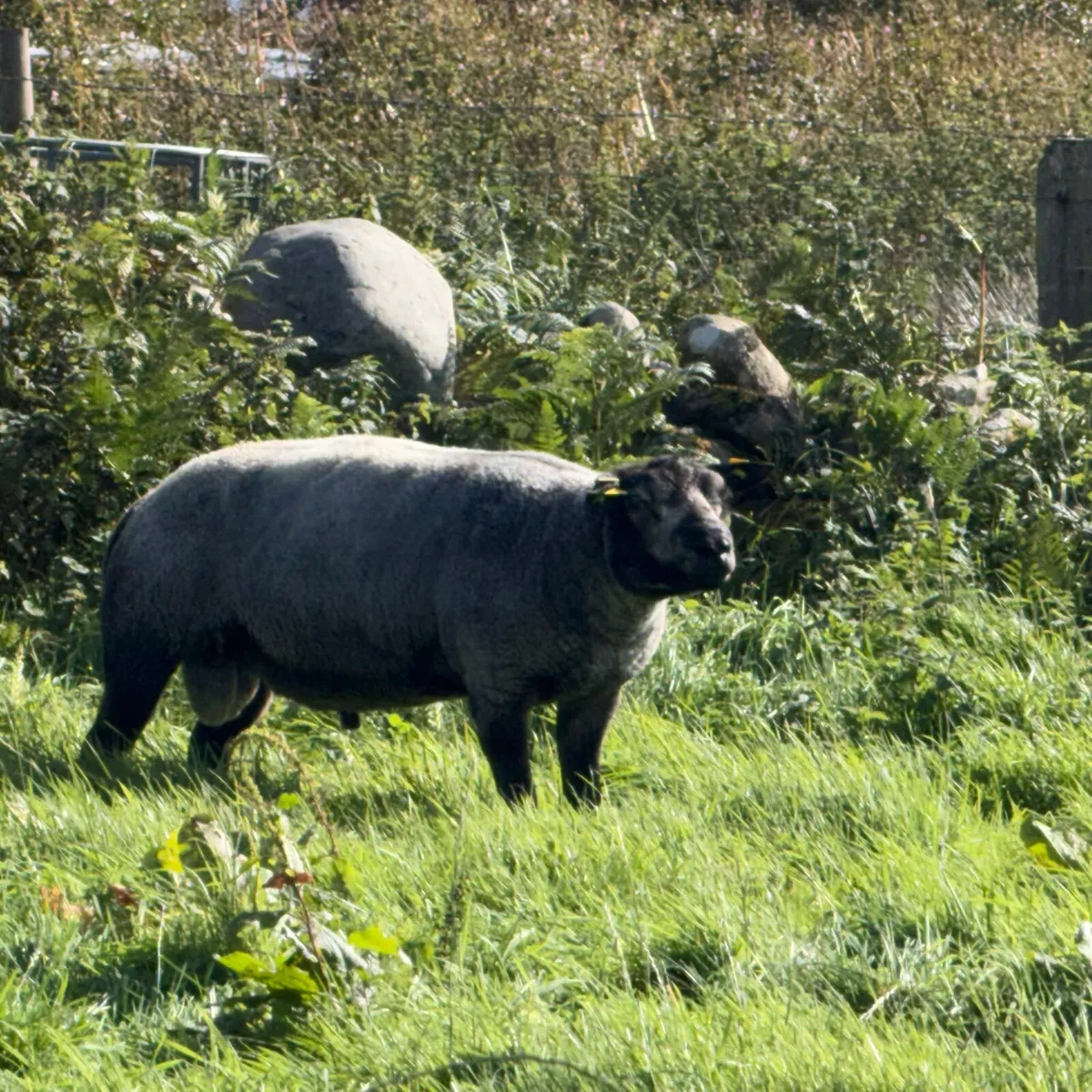 Pbr blue texel - Image 3