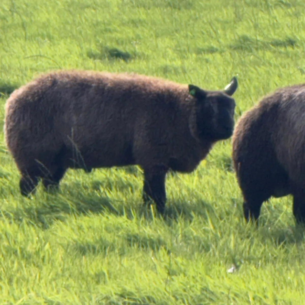 Pbr blue texel - Image 4