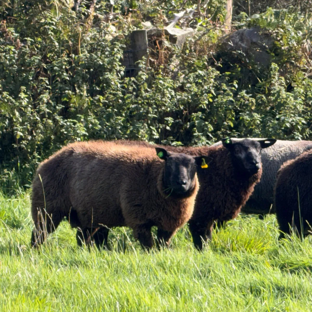 Pbr blue texel - Image 2