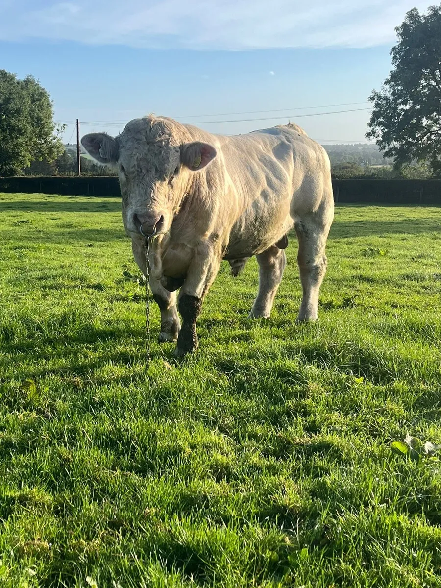 Bull - Image 1