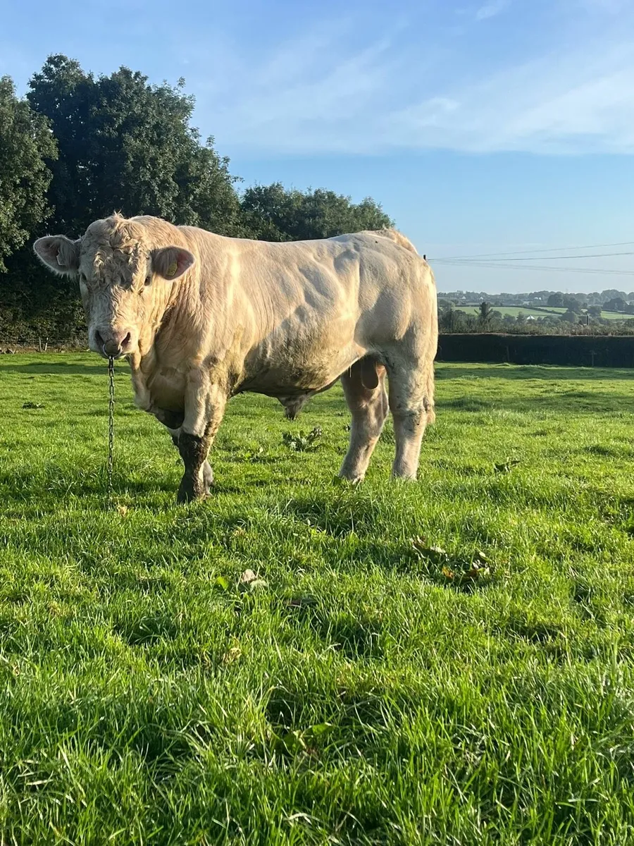 Bull - Image 2