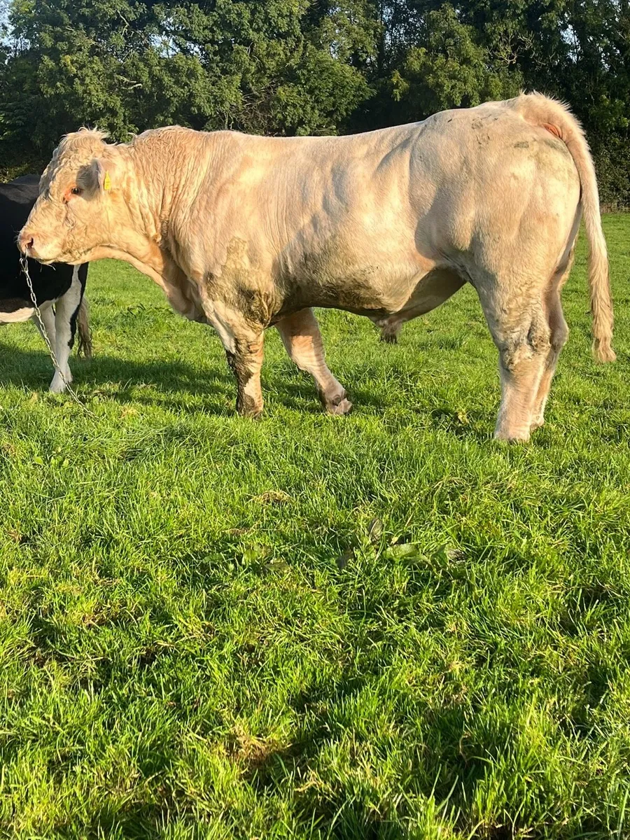 Bull - Image 3