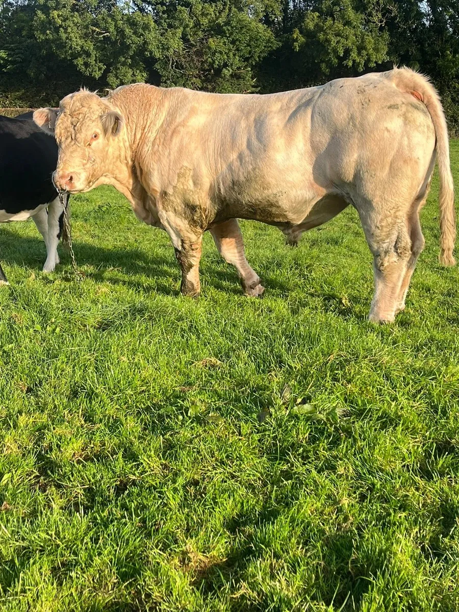 Bull - Image 4