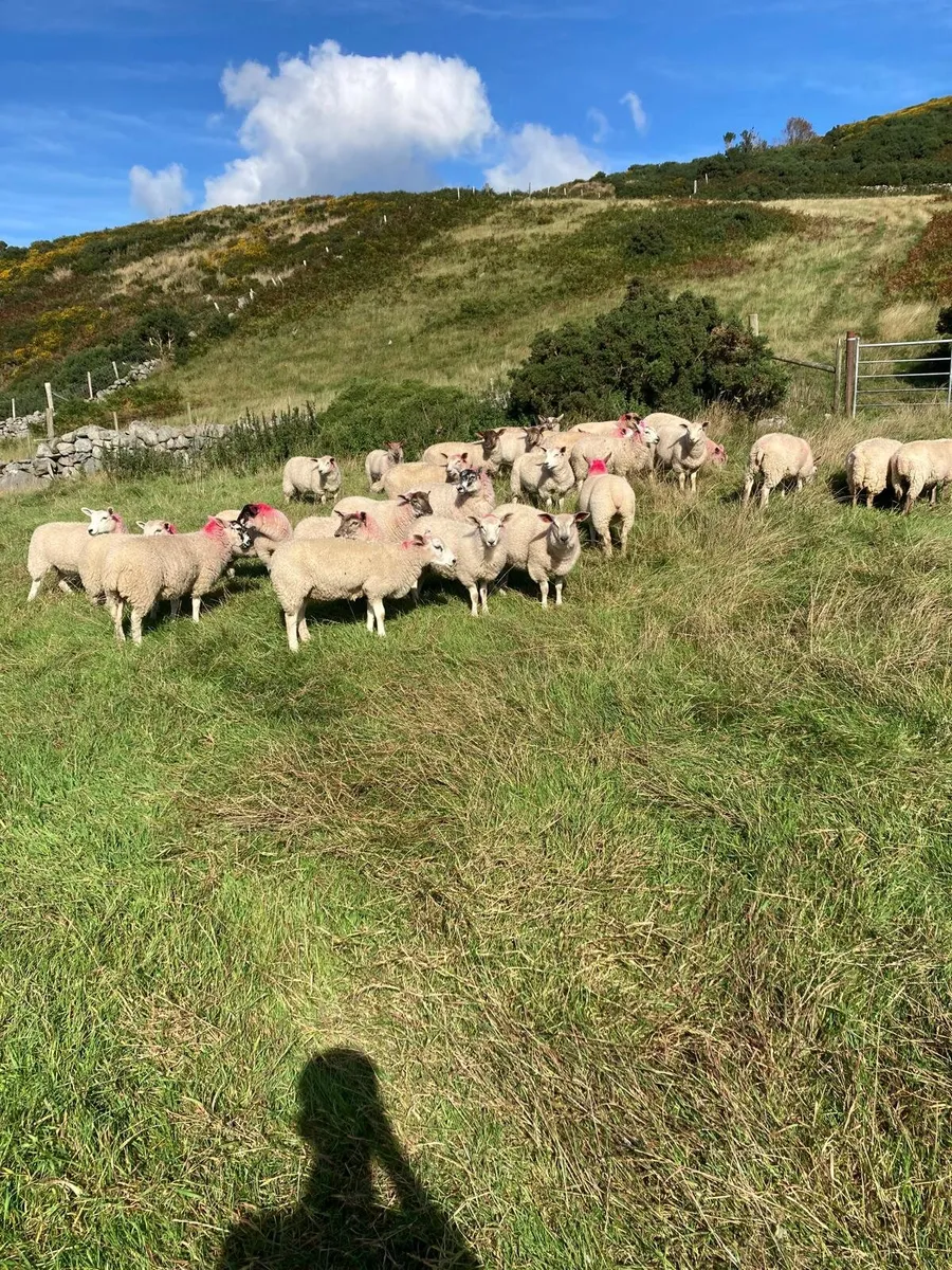 Lambs - Image 1