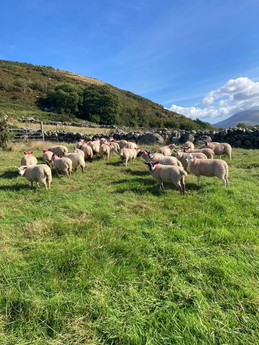 Lambs - Image 2