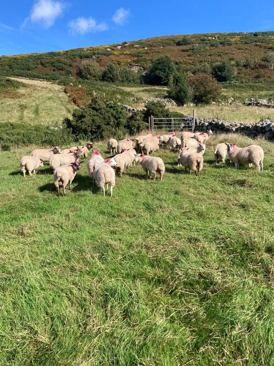 Lambs - Image 3