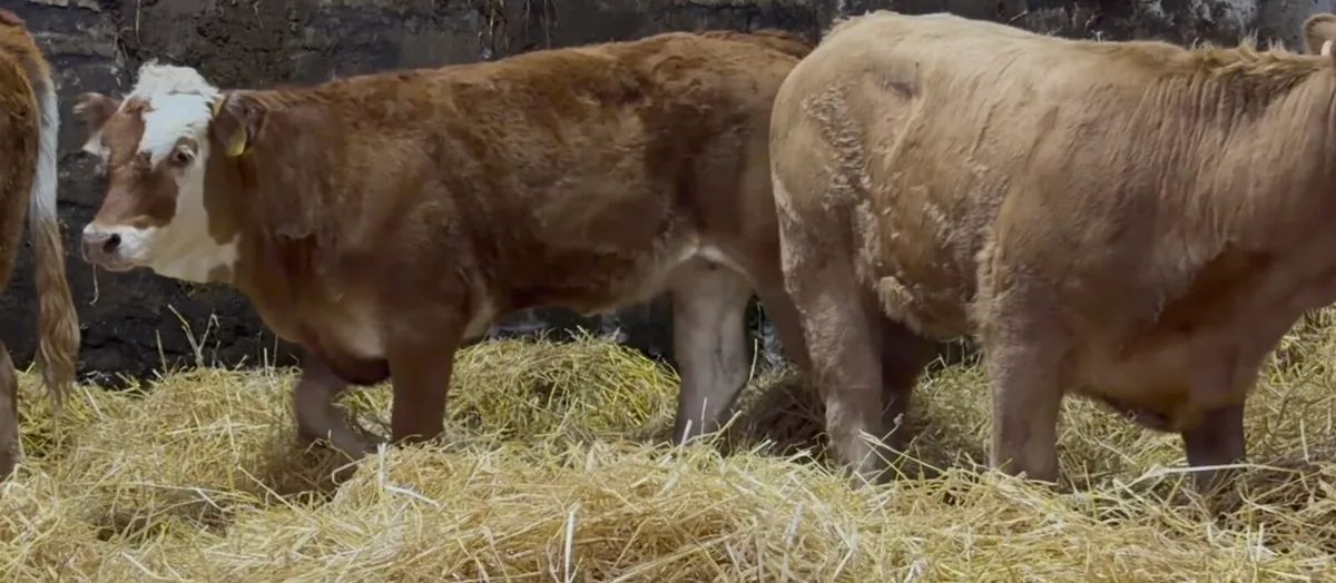 3 top class Heifer wealings - Image 1