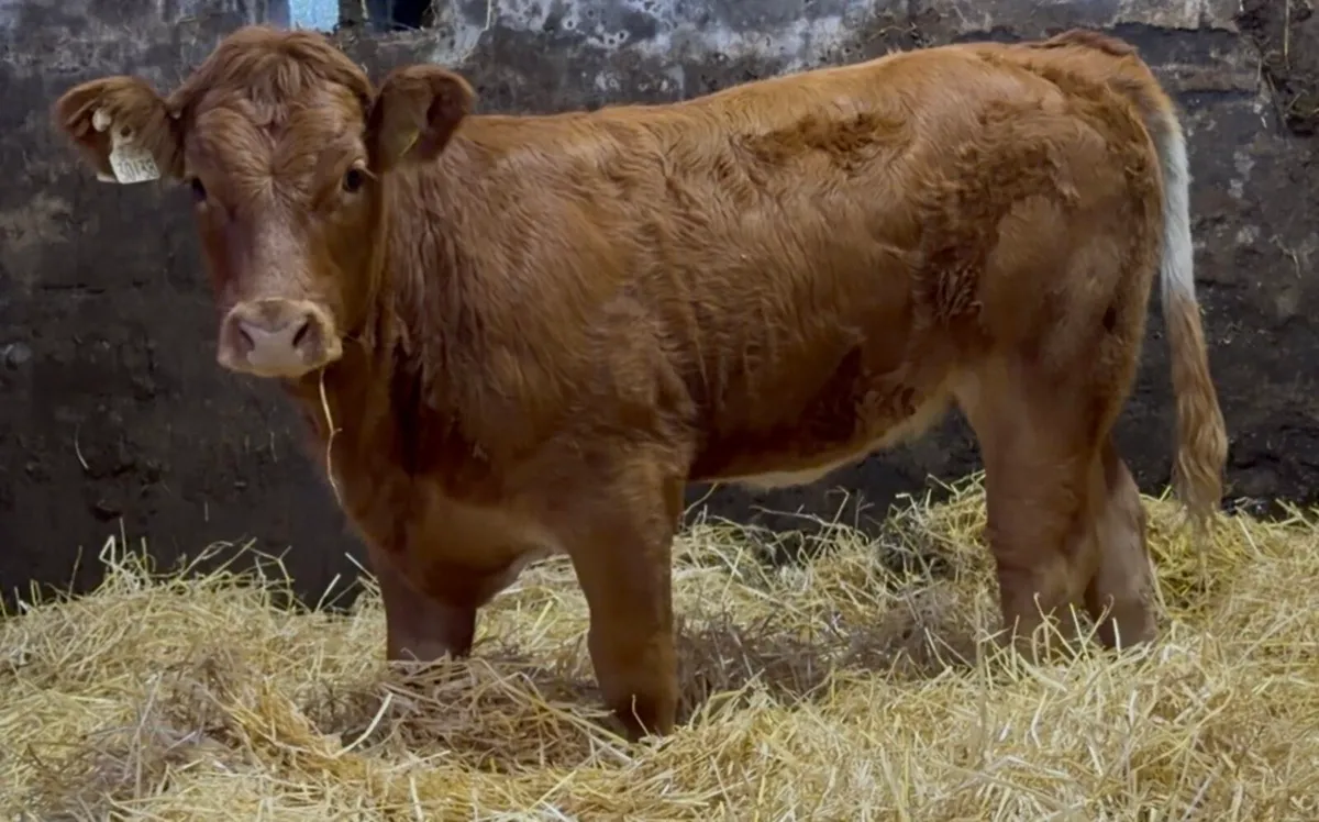 3 top class Heifer wealings - Image 2