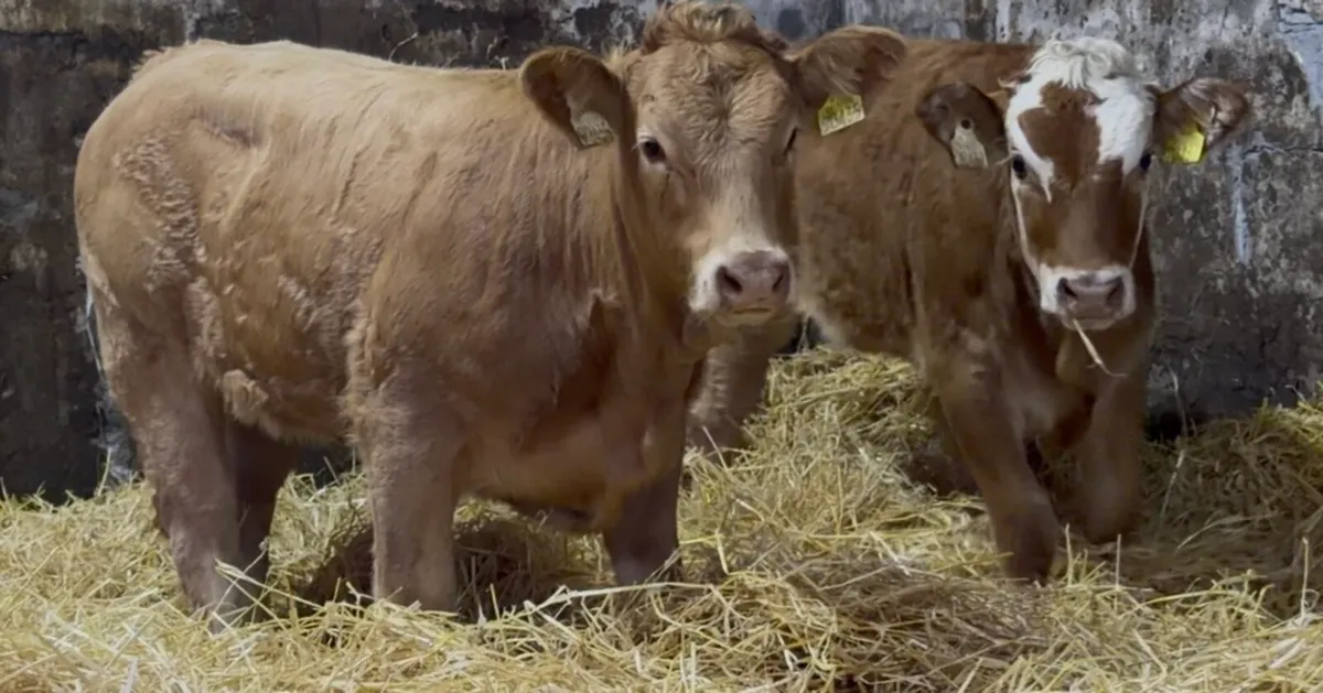3 top class Heifer wealings - Image 3