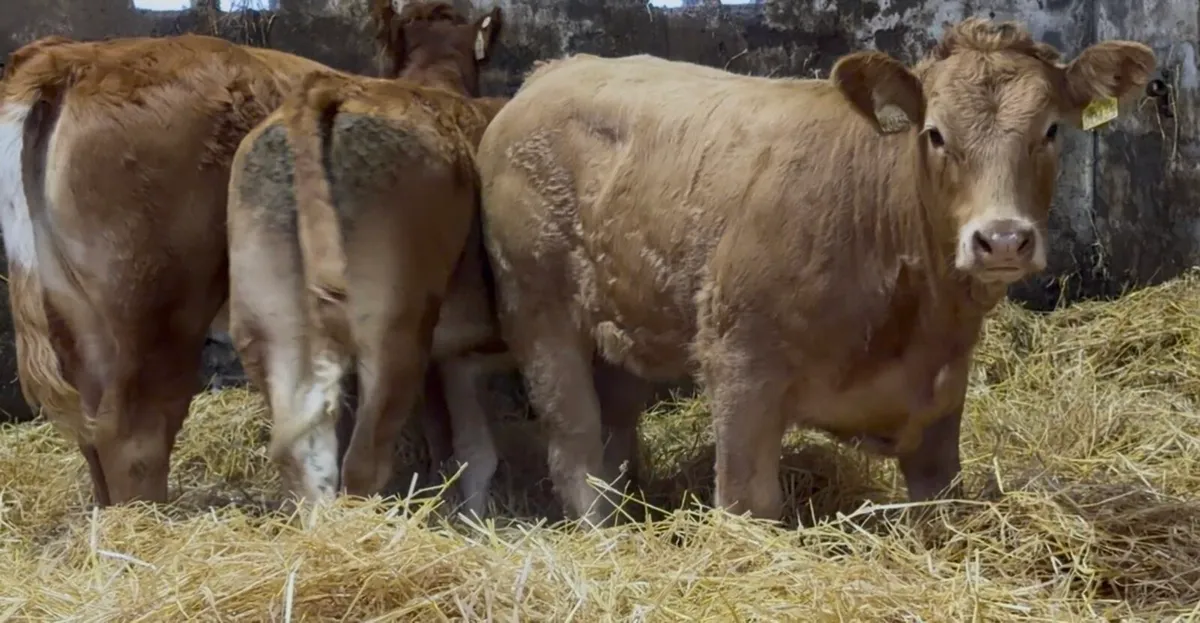 3 top class Heifer wealings - Image 4