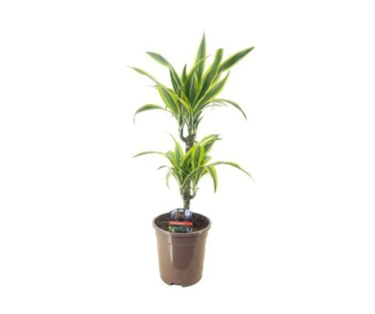 Indoor Plants - Dracaena frag. “Lemon Lime”