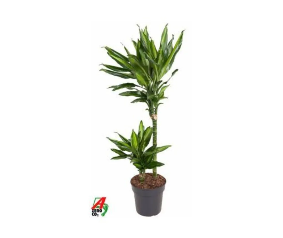 Indoor plants - Dracaena frag. “Cintho”