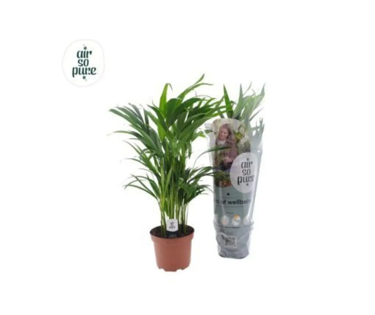 Indoor Plants - Dypsis lutescens