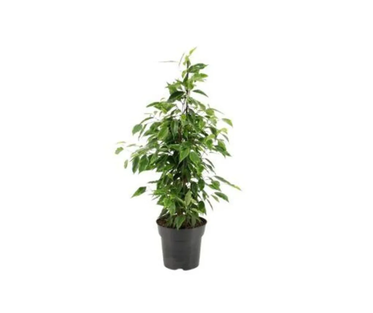 Ficus benjamina “Danielle”
