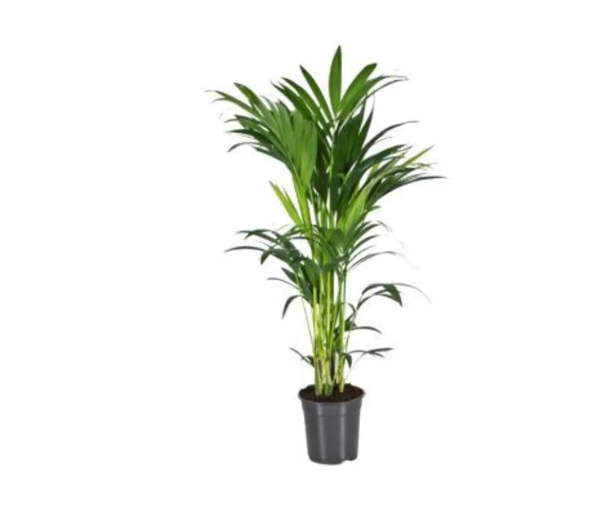 Indoor Plants - Howea forsteriana