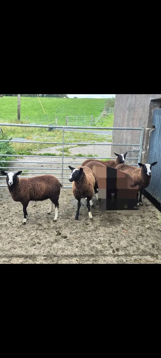 4 PBNR Zwartble ewe lambs - Image 2