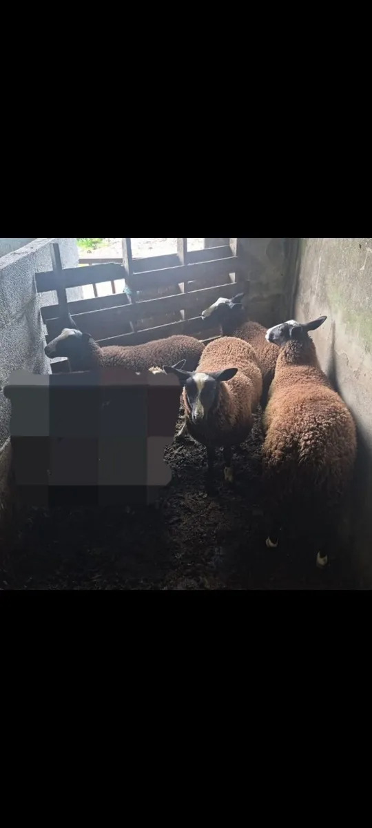 4 PBNR Zwartble ewe lambs - Image 1