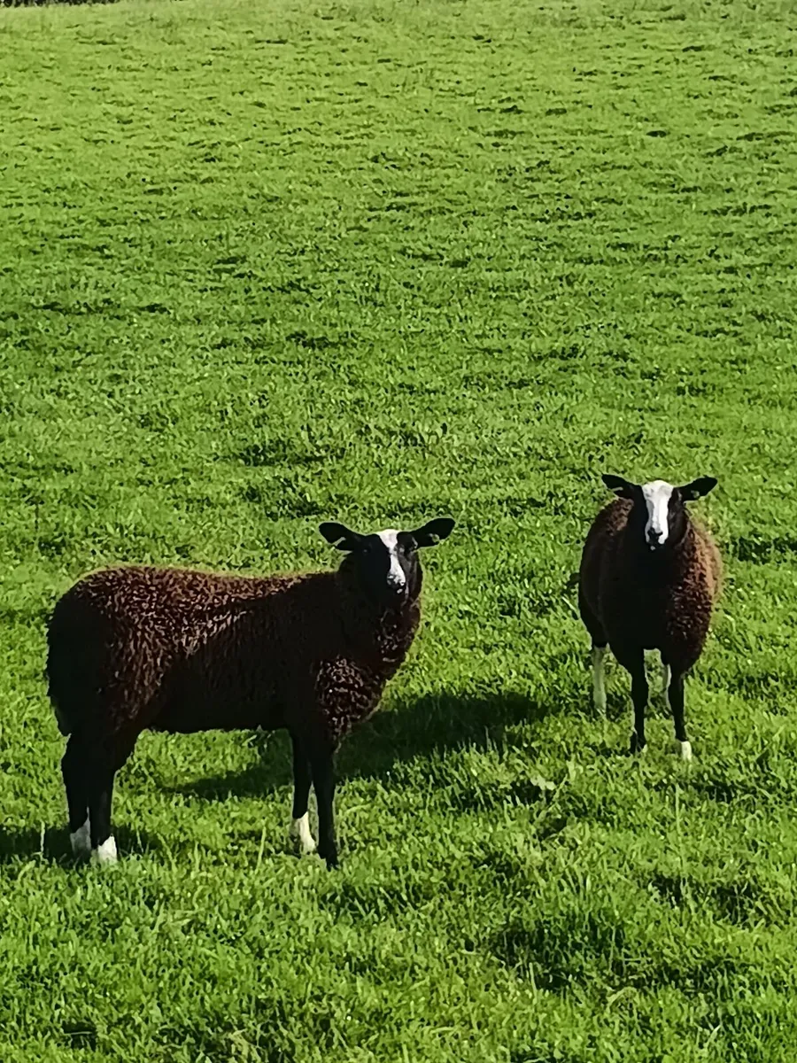 4 PBNR Zwartble ewe lambs - Image 3