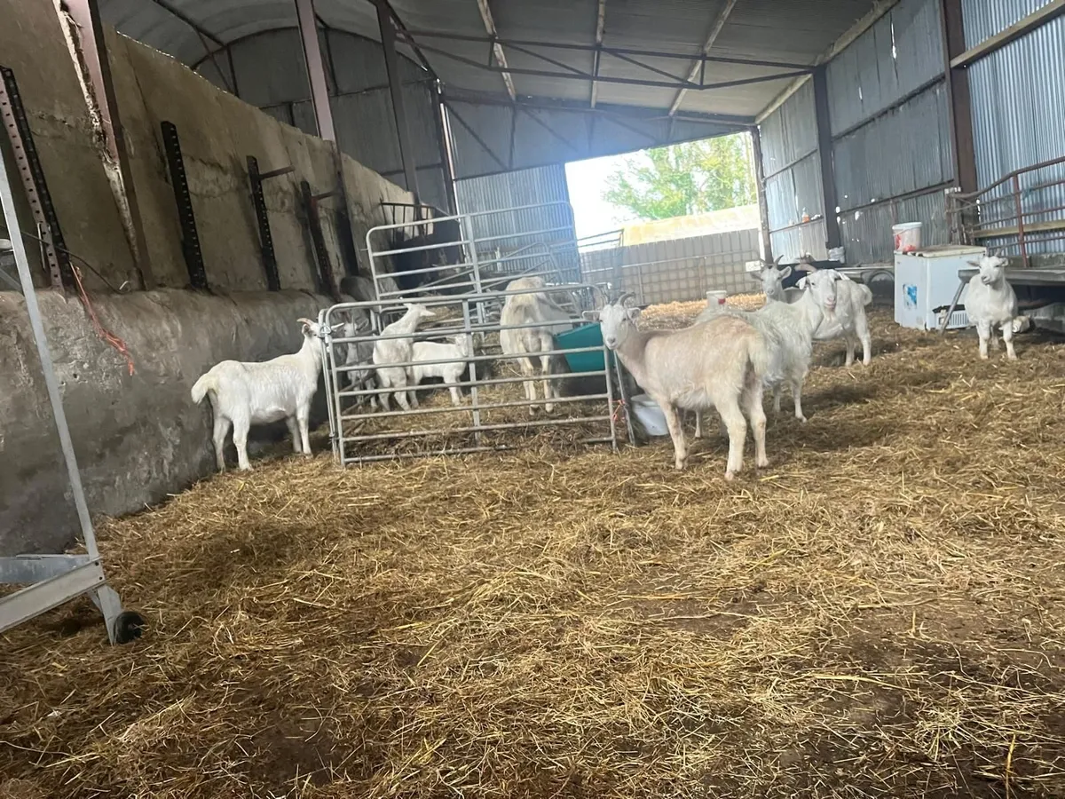 Goats, Nanny's & Billy's for sale. - Image 1