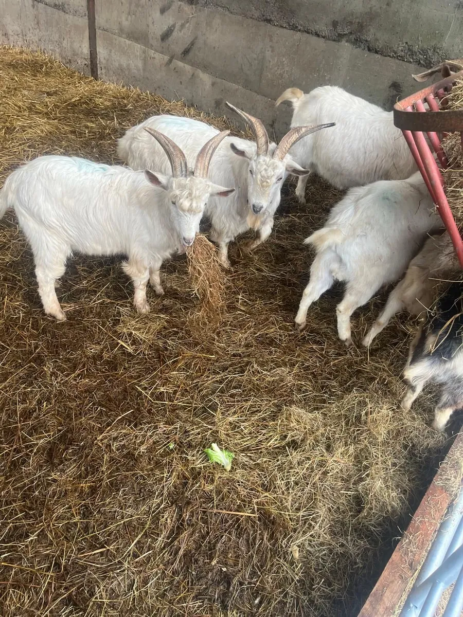 Goats, Nanny's & Billy's for sale. - Image 3
