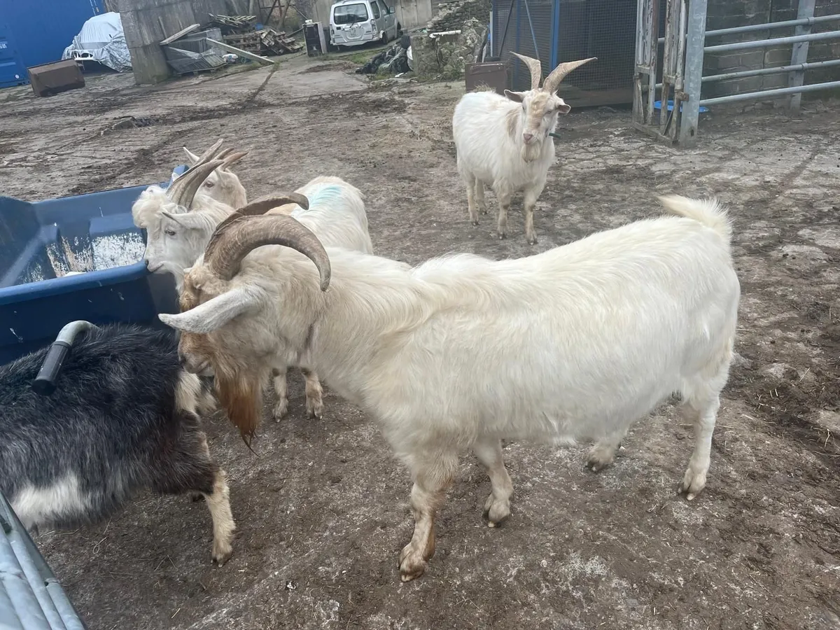 Goats, Nanny's & Billy's for sale. - Image 4