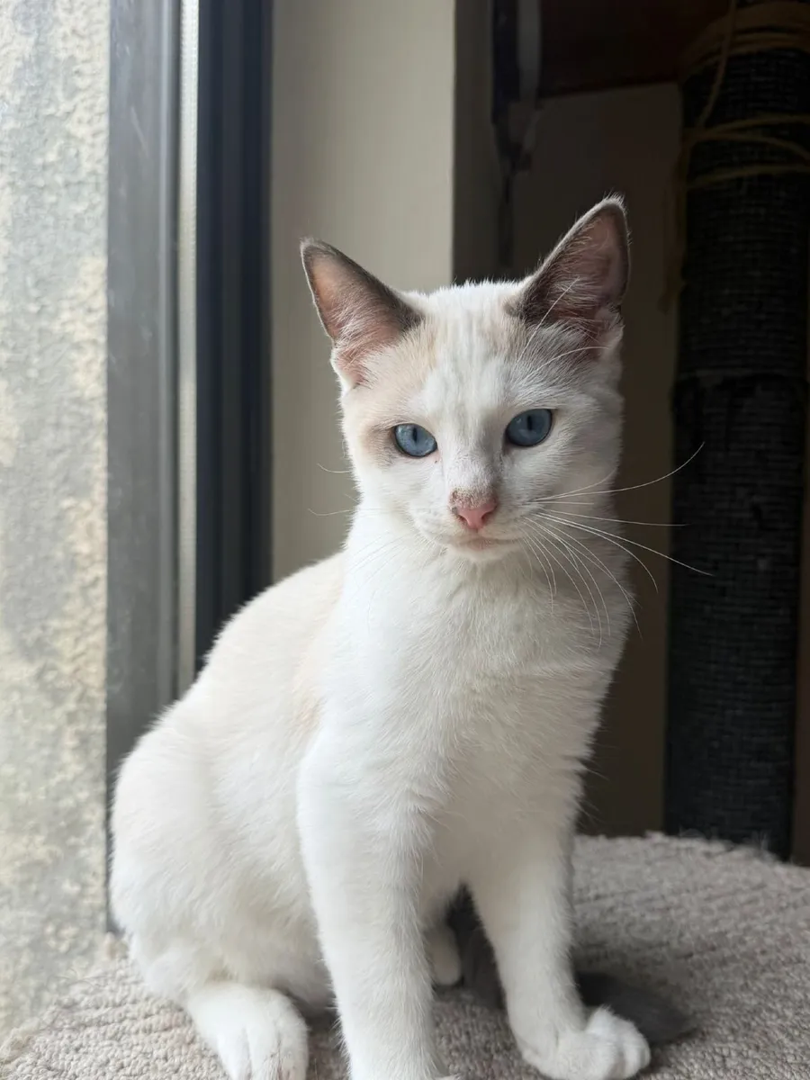 For sale kitten - Image 2