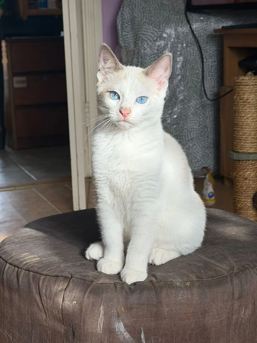 For sale kitten - Image 3
