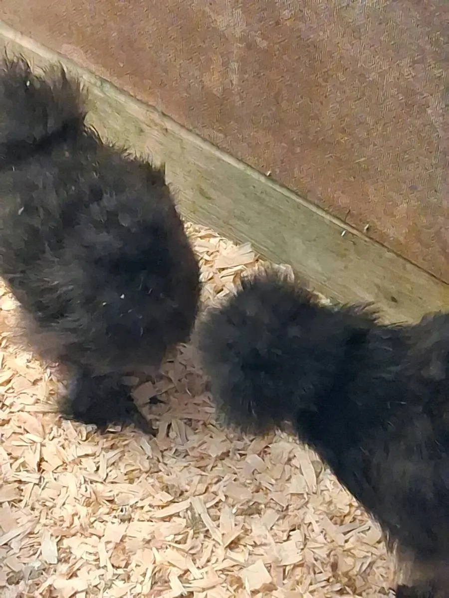 Brahma, Faverolle, silkies, cochins, - Image 4