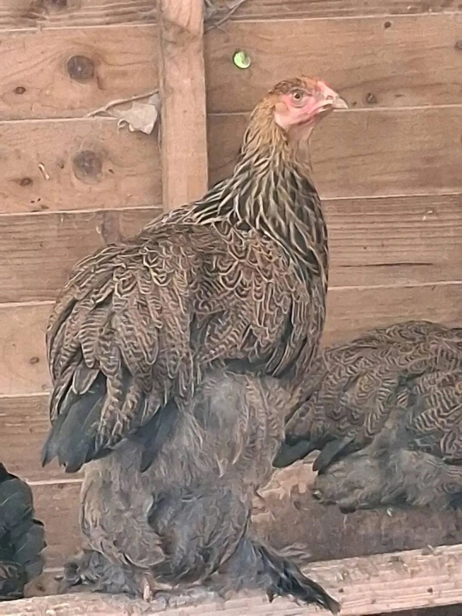 Brahma, Faverolle, silkies, cochins, - Image 1