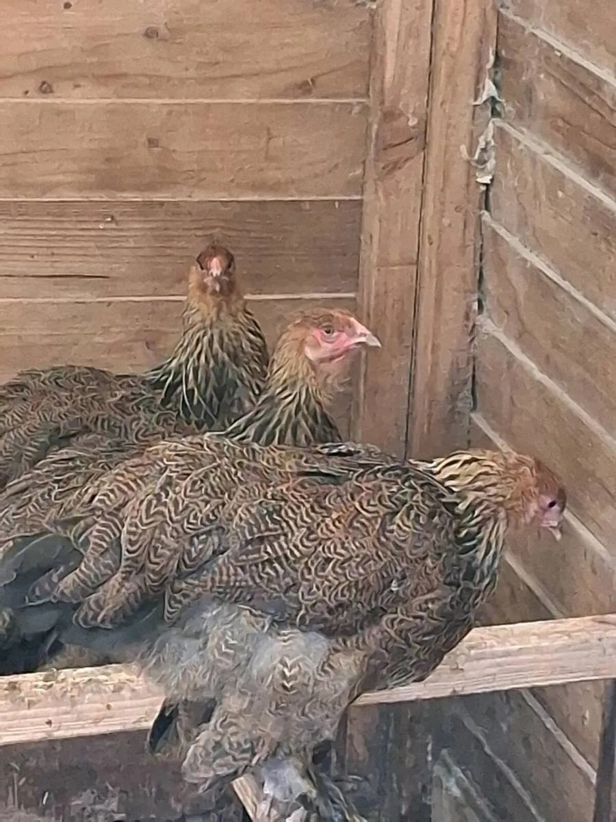 Brahma, Faverolle, silkies, cochins, - Image 2
