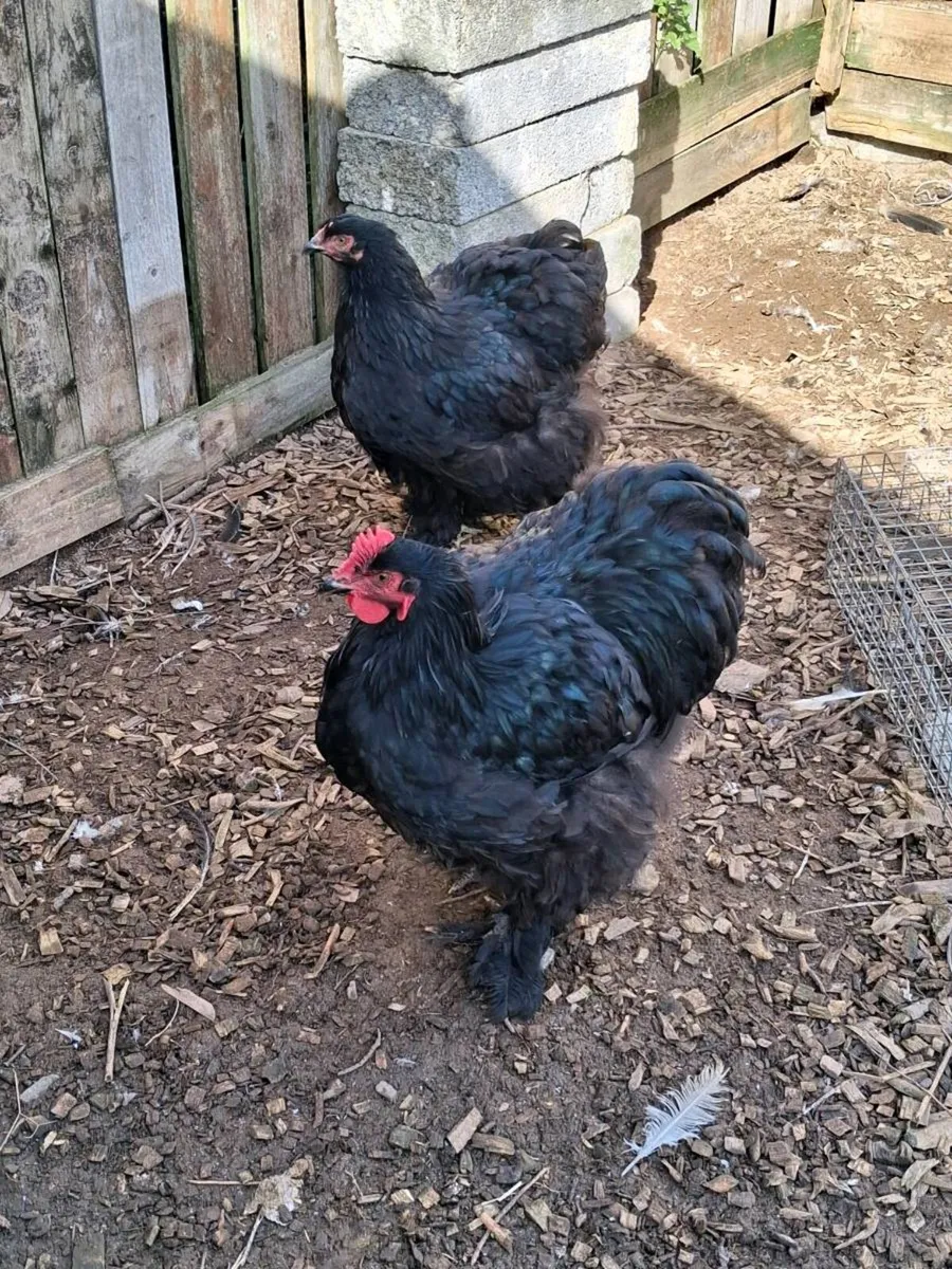 Brahma, Faverolle, silkies, cochins, - Image 3