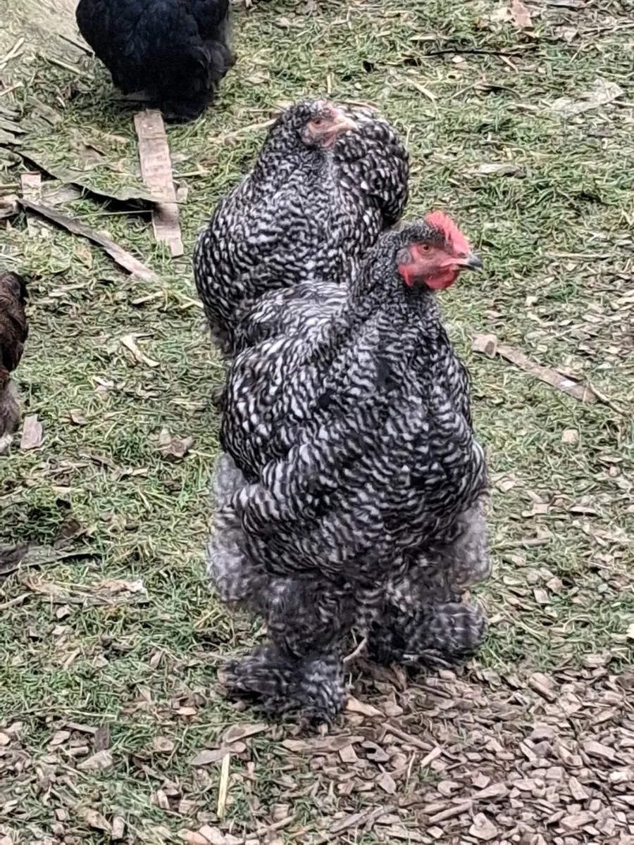 Brahma, Faverolle, silkies, cochins, - Image 1