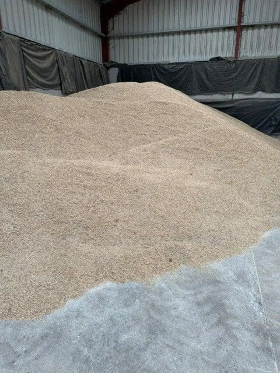 Barley - Image 1