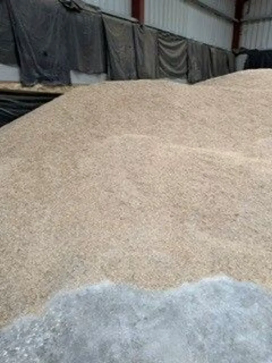 Barley - Image 2