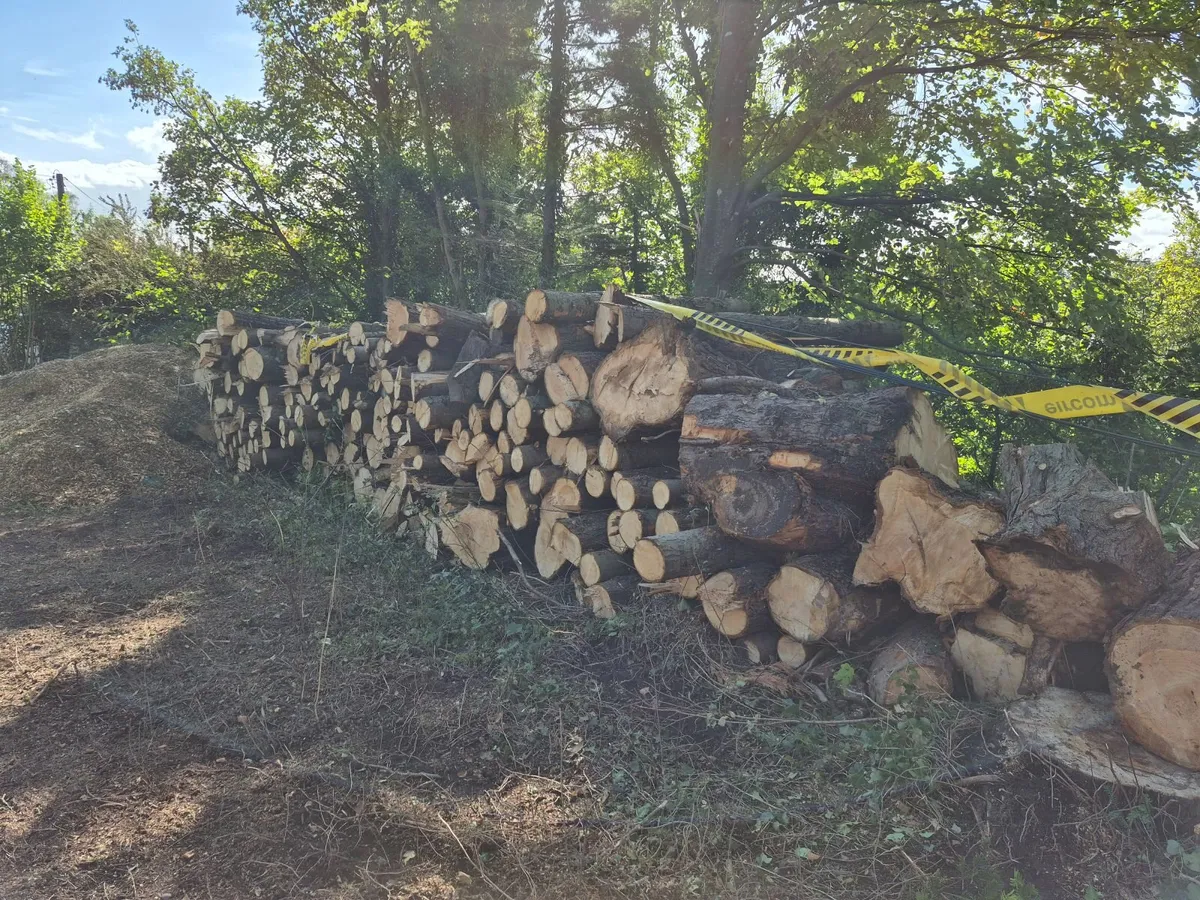 Logs - Image 2