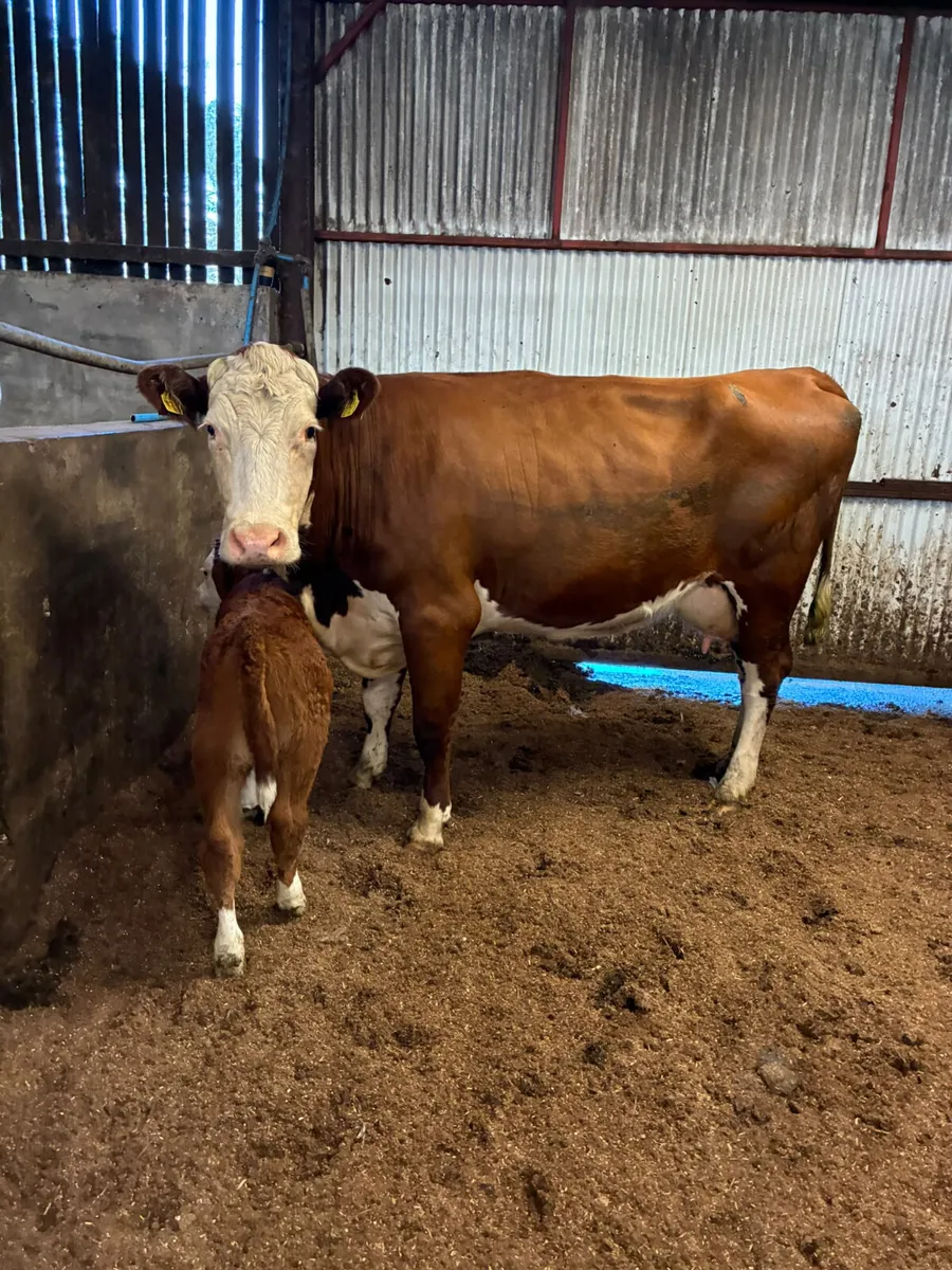 Hereford outfit - Image 1