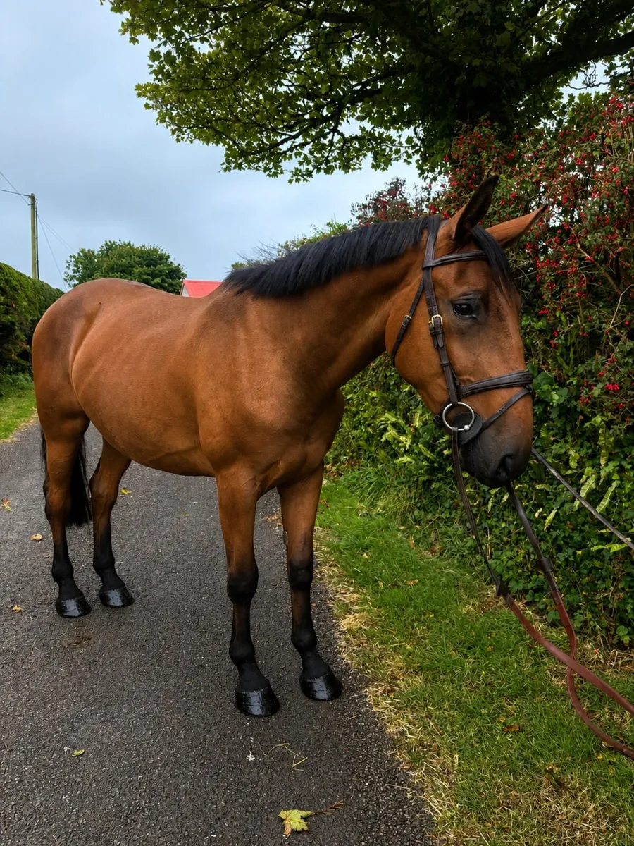 Lovely 3 year old hunter type gelding - Image 1