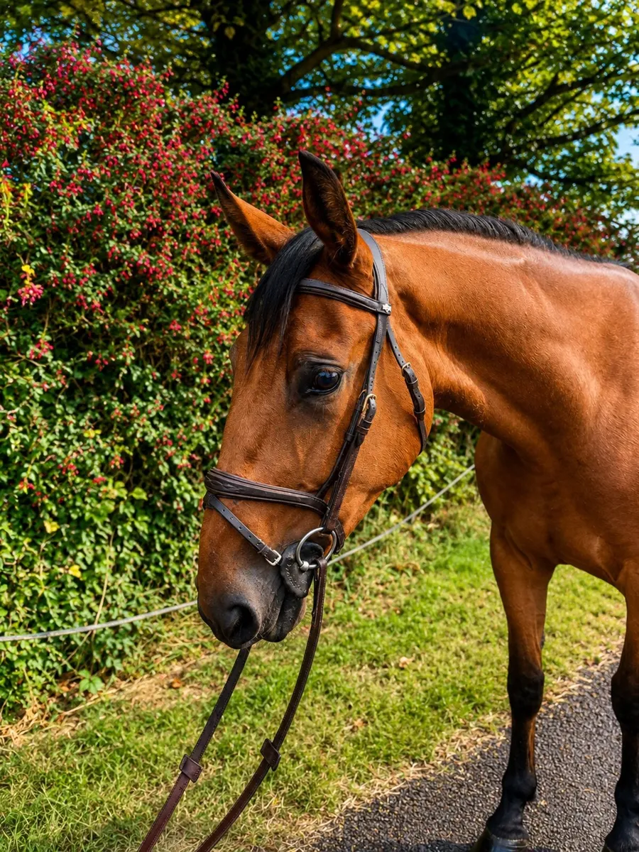 Lovely 3 year old hunter type gelding - Image 3