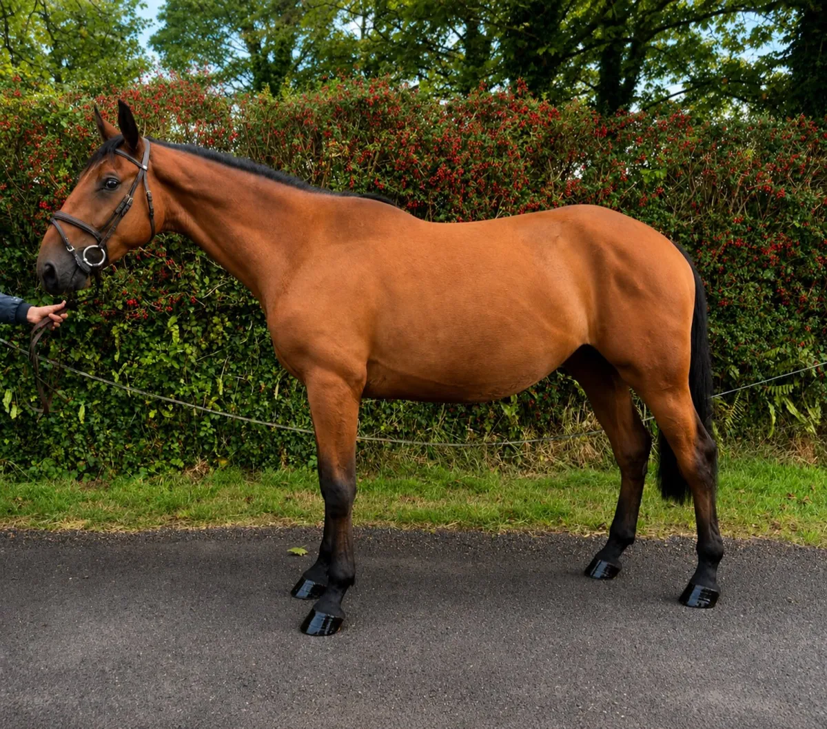 Lovely 3 year old hunter type gelding - Image 4