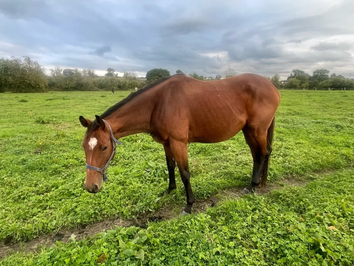 Young riding horses - Image 2
