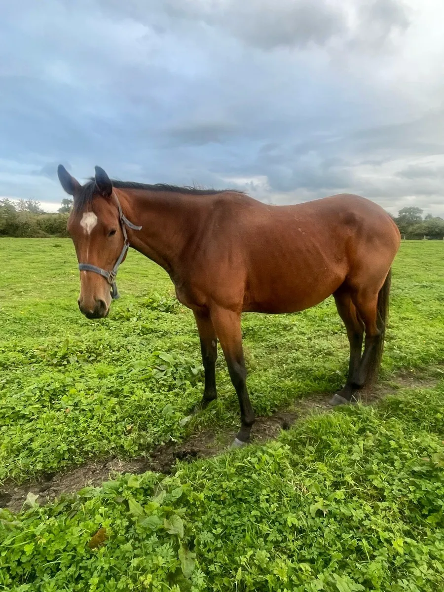 Young riding horses - Image 1