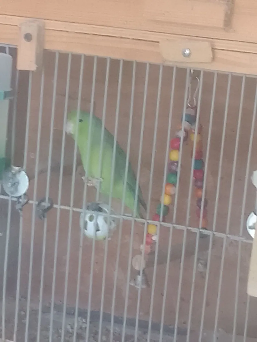 Birds