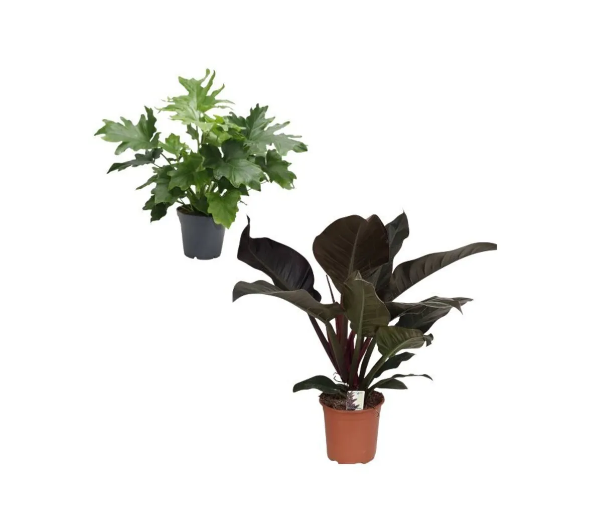 Indoor Plants - Philodendron - Image 1