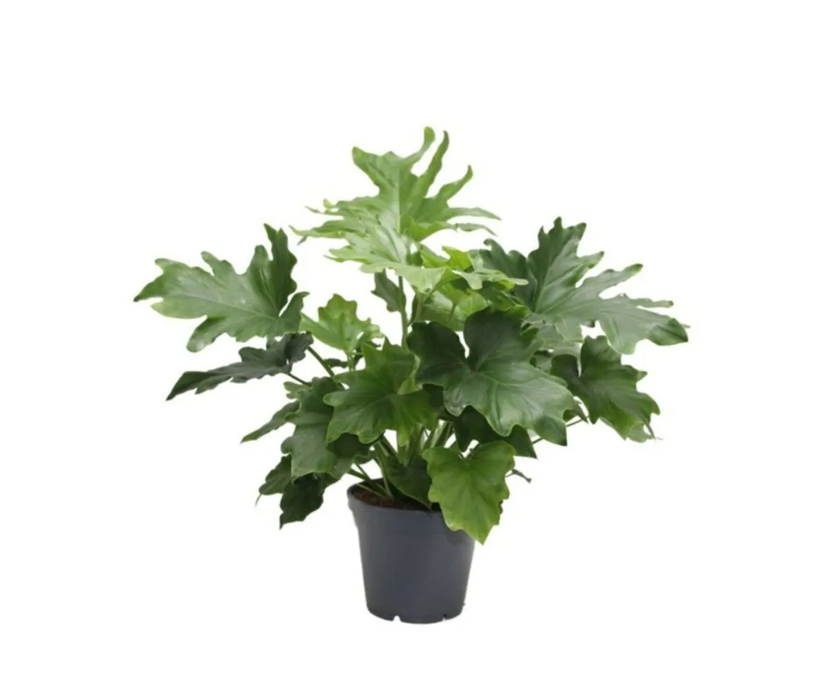 Indoor Plants - Philodendron - Image 2