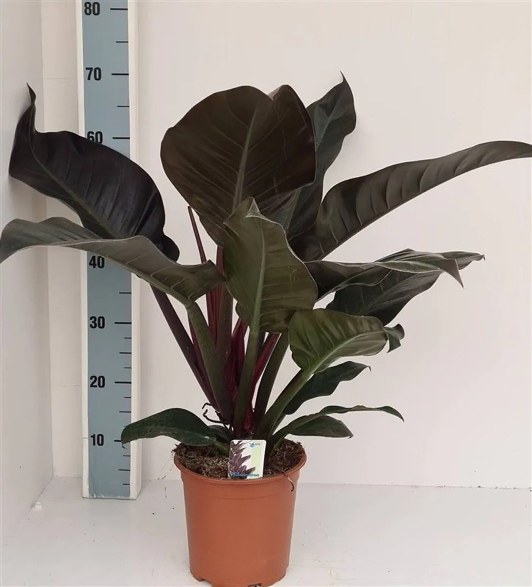 Indoor Plants - Philodendron - Image 3
