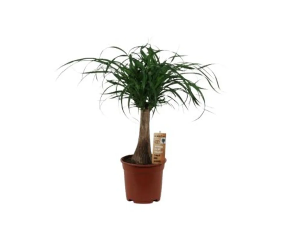 Indoor Plants -Beaucarnea (Nolina) recurvata