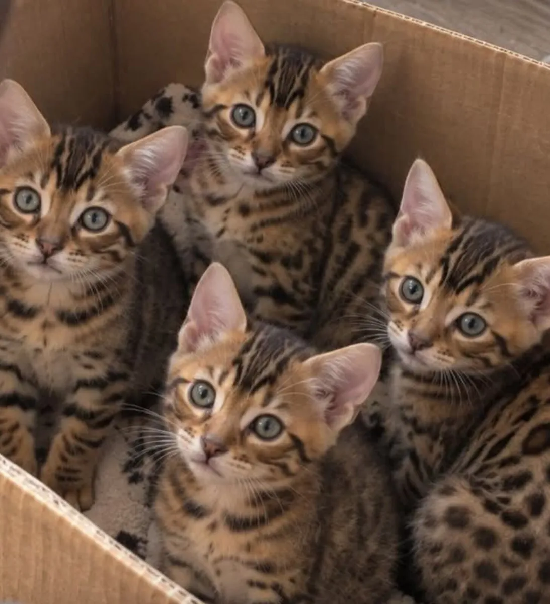 Bengal kittens purebred - Image 1